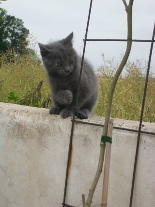 Chipie (Ortie) chatonne gris typée chartreux , 1 mois au 25/05/10 - Page 2 Sl276211