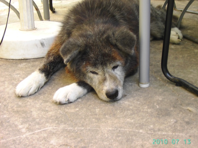 akita inu male bringé 11 ans (83) avant le 1er aout ASSO DECEDE Seiken10
