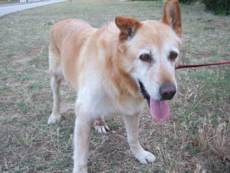 Urgent chouf croisé malamute/labrador de 13 ans très déprimé dpt66 40810_11