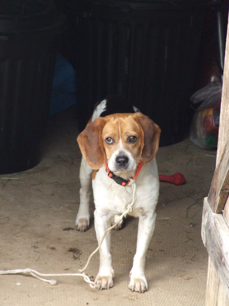 CASTRO, adorable petit beagle de 6 ans (Tulle 19 ou Cahors 46) Castro11