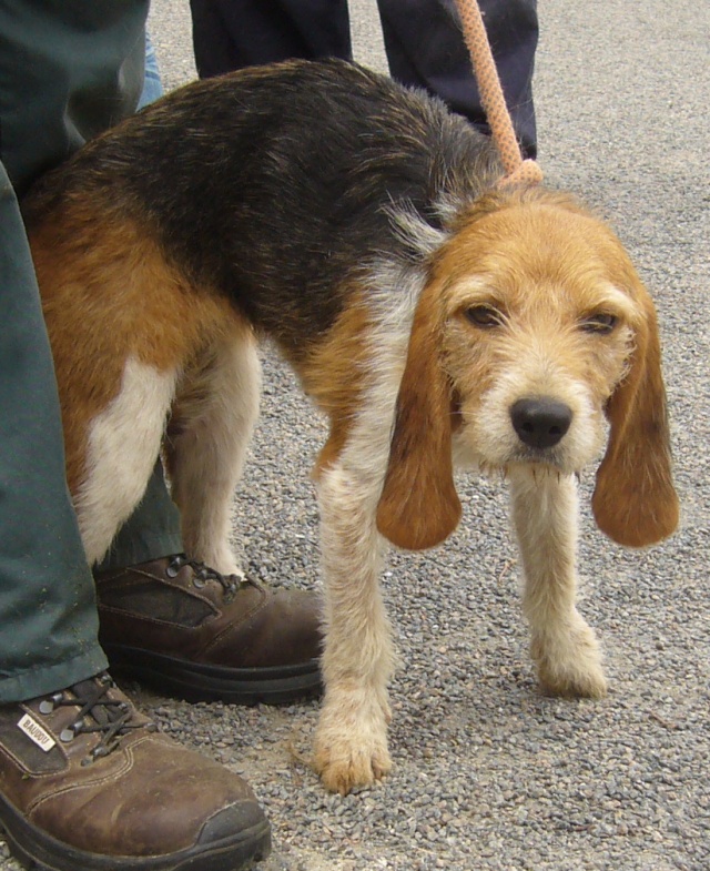 LANCETTE, croisée beagle/griffon, 6 ans (16)  P1040310