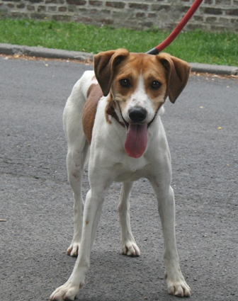 POUNKY, croisé beagle mâle, 1 an 1/2 (59) Pounky10