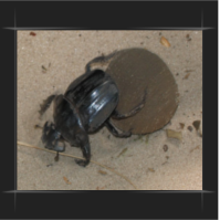 Dung Beetle