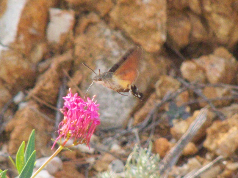 Papillon? P1040710