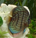 vends discus  9-10cm environ  bleu et rouge Petite10