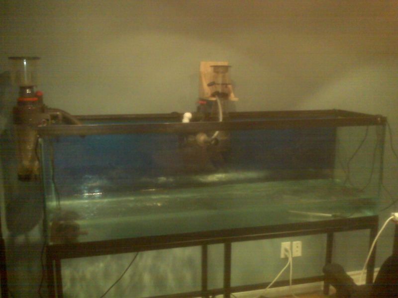 [Projet] Aquarium de 540L. (eau salée) Img00015
