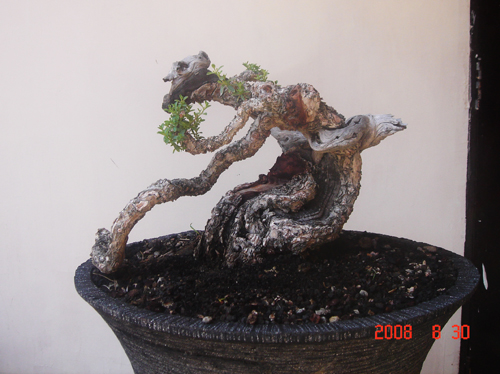 Introducing My Bonsai Concept Pic_110