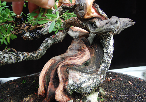 Introducing My Bonsai Concept Pic_910
