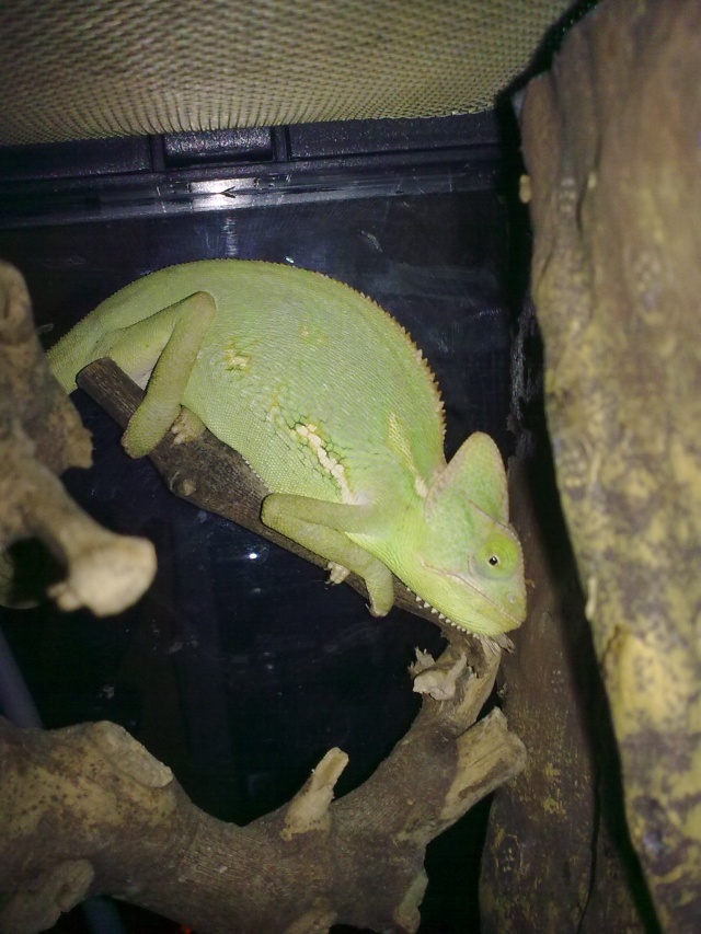 Voila toute ma famille animaliere ^^ Camele12