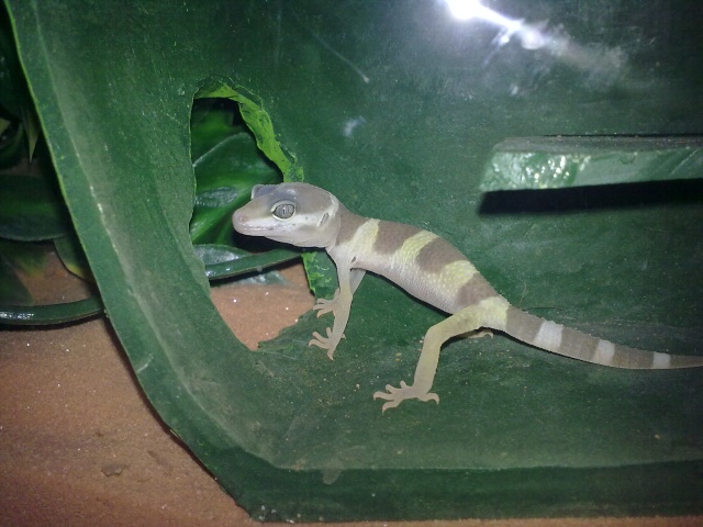 et voila mes deux gecko Gueko110