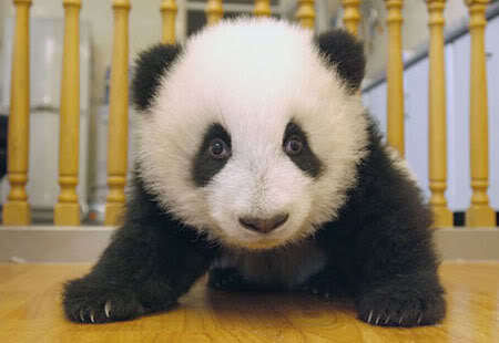 Panda, dari kecik  ke besar  Att00210