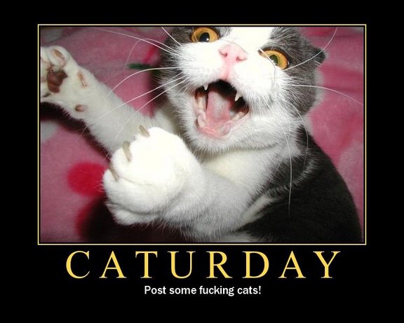 So... It's Saturday... Caterd10