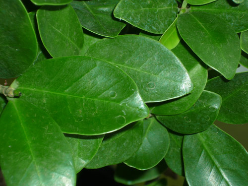 Ficus Ginseng has black dots and circle marks.. What shall I do? Ficus_13