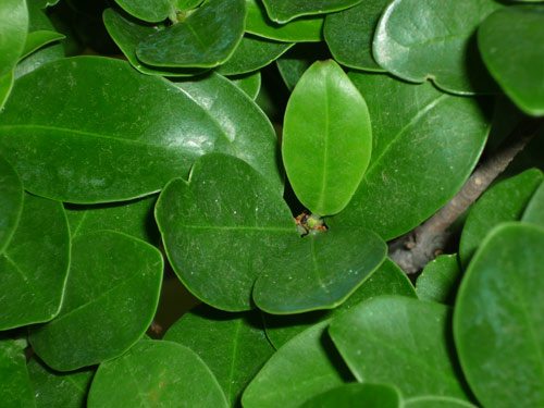 Ficus Ginseng has black dots and circle marks.. What shall I do? Ficus_14