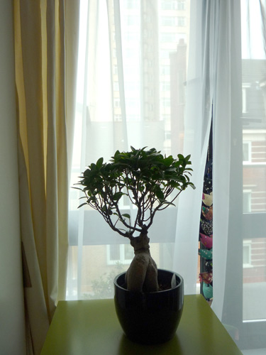 Ficus Ginseng has black dots and circle marks.. What shall I do? Ficus_15