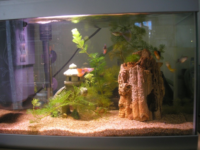 mon aquarium Aquari10