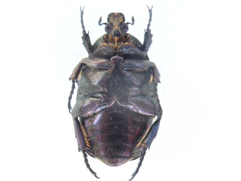  [Protaetia (Potosia) opaca] Sdc10510