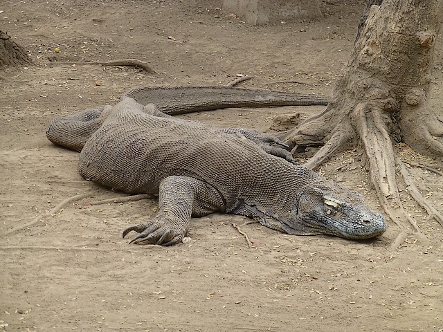 Varanus komodoensis ou le dragon de Komodo. P1020712