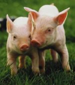 Kloniranjem svinja do uspješnijih transplantacija organa Minisc10