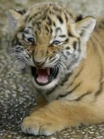 Studentica medicine spasila dvomjesečnog tigra u zoološkom vrtu Studen10