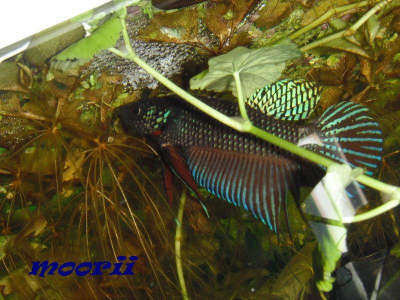 Betta smaragdina 2311