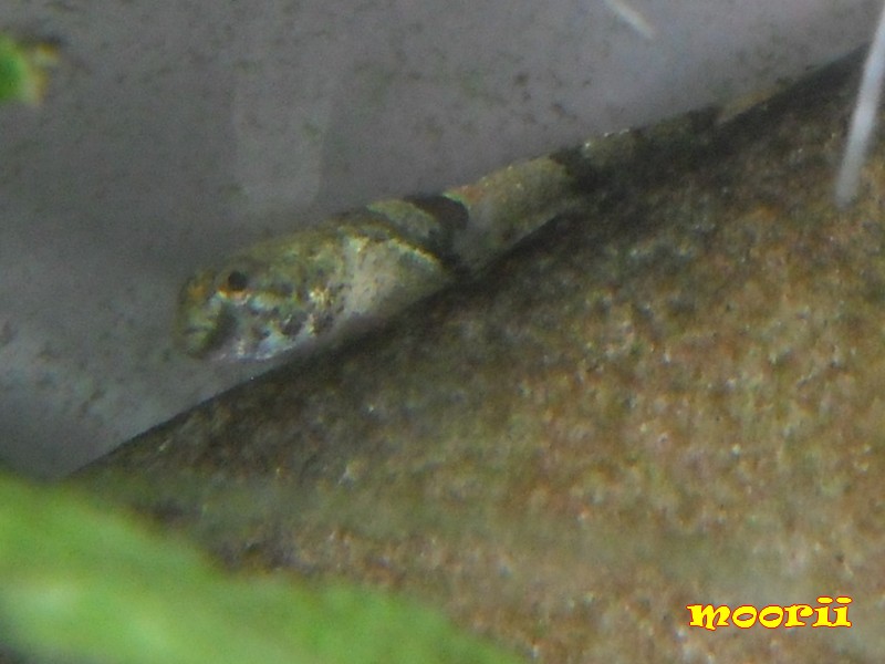 Schismatogobius cf ampluvinculus  3510