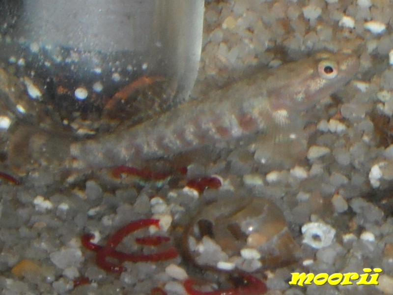 Rhinogobius zhoui : Gobie vermillon  513