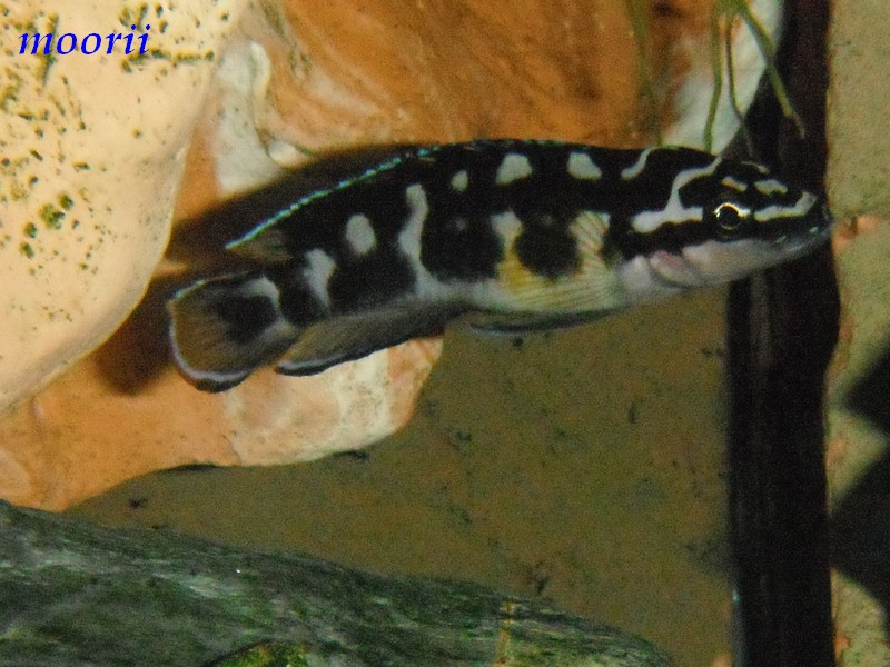 Julidochromis transcriptus Dscf8431