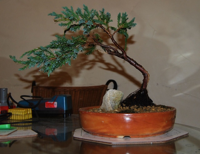 Bonsai Virgin New_po12