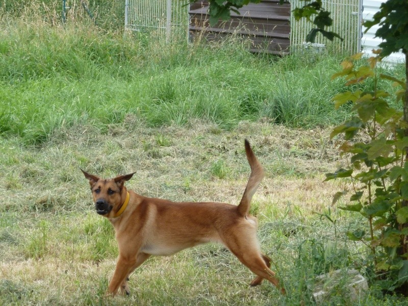 LUKY Berger croisé Malinois, né le 01-05-2010  visible à AMANCE P1020514