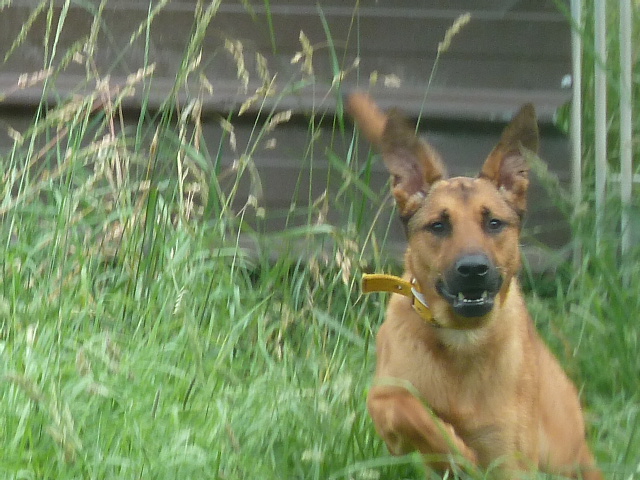 LUKY Berger croisé Malinois, né le 01-05-2010  visible à AMANCE P1020515