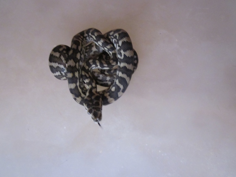 python morélia spilota macdowelli phasés nc 2012 Img_0324