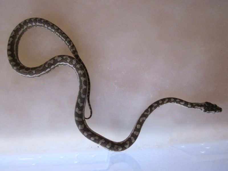 python morélia spilota macdowelli phasés nc 2012 Img_0327