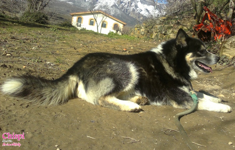 Chispi mâle malamute/husky de 8 ans a passé sa vie attaché (Alava, Espagne ) Chispi15