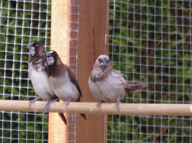 mes oiseaux dans leur voliere! Imgp7716