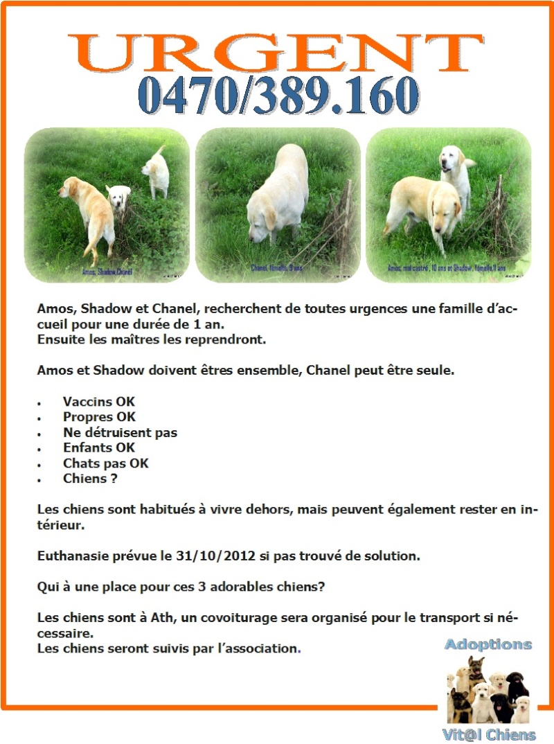  TROP TARD !Recherchons famille d'accueil pour 3 labrador Affich17