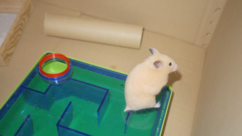 7 hamsters Doré a l'adoption (69) P1050714