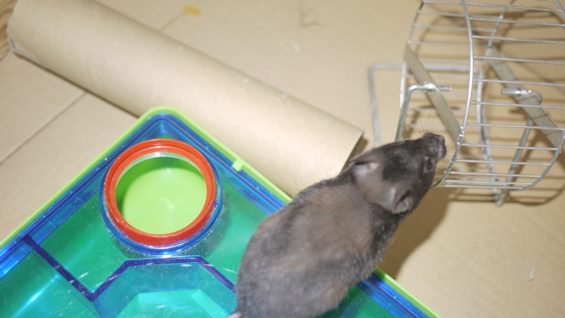 7 hamsters Doré a l'adoption (69) P1050716