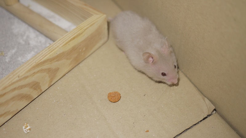 7 hamsters Doré a l'adoption (69) P1050720