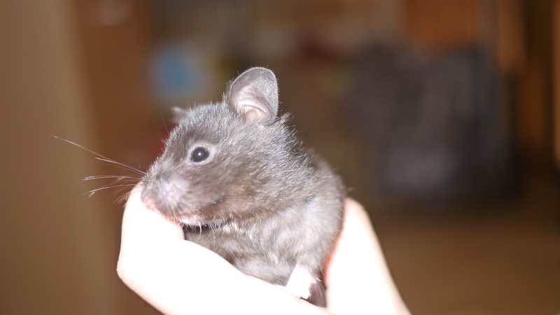 7 hamsters Doré a l'adoption (69) P1050821
