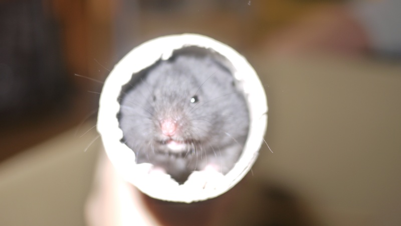 7 hamsters Doré a l'adoption (69) P1050825