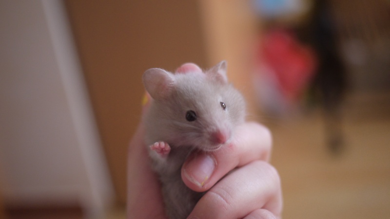 7 hamsters Doré a l'adoption (69) P1050828