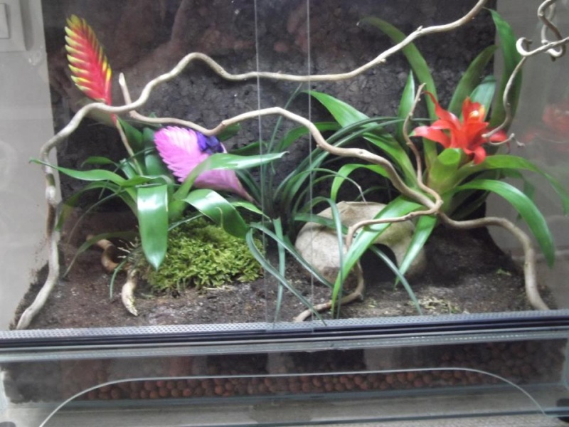 Terrarium Dendrobates Terrar10
