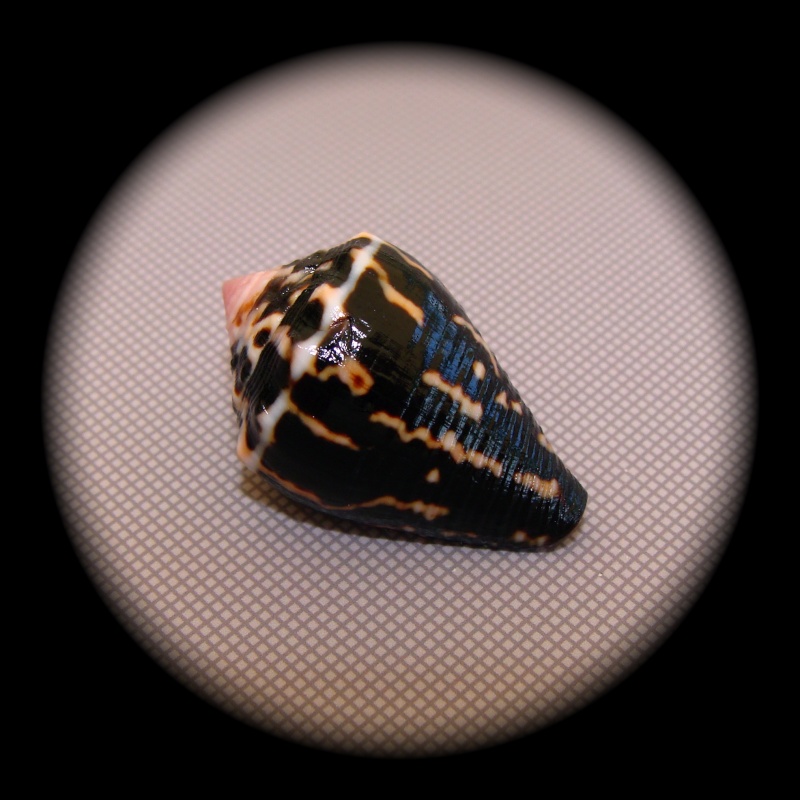 Conus (Virroconus) chaldaeus (Röding, 1798)  Dsc01411