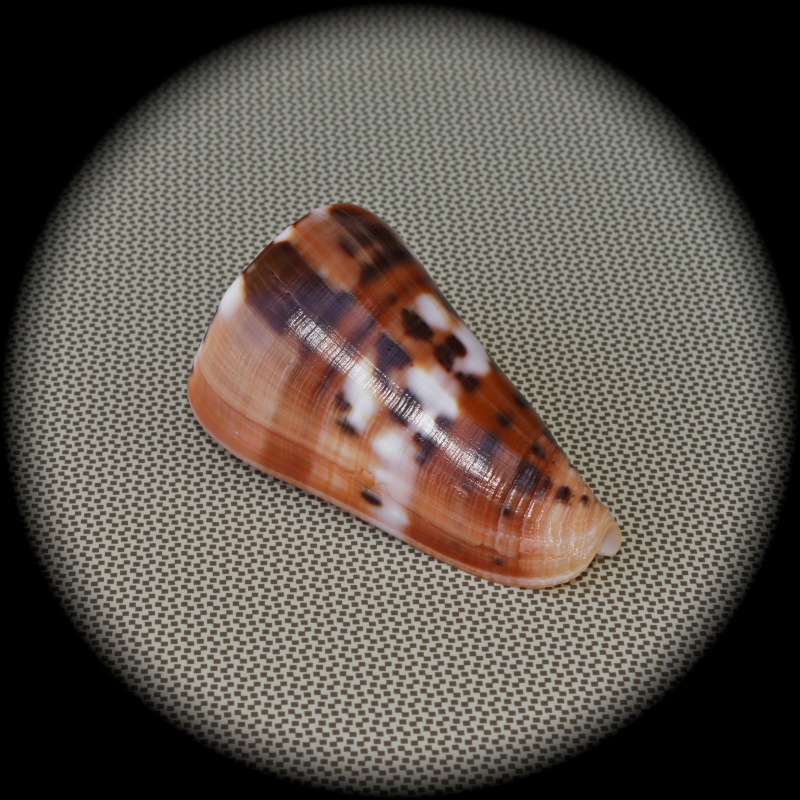 Conus deperditus - Conus (Pionoconus) barthelemyi  Bernardi, 1861 Dsc03020