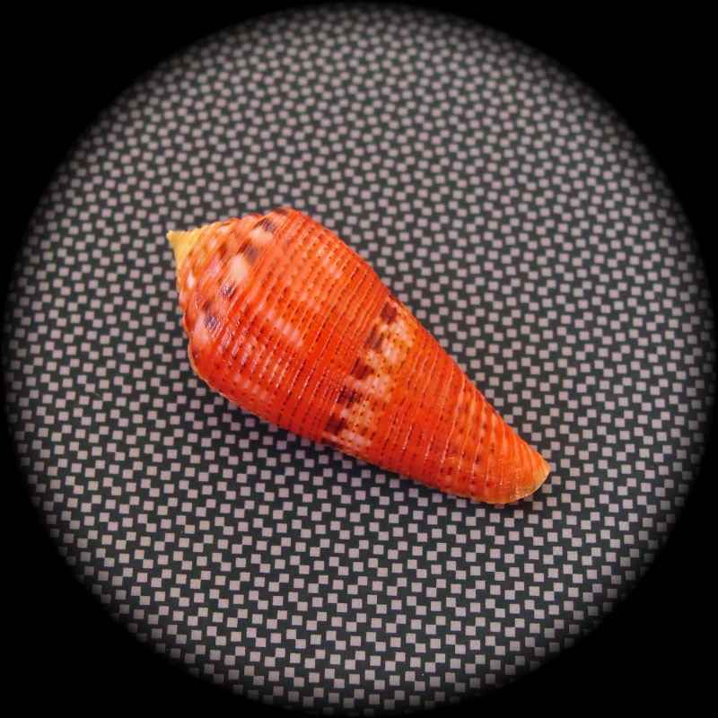 Conus (Atlanticonus) granulatus   (Linnaeus, 1758) Dsc05210