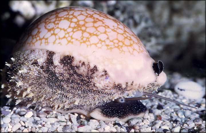 Callistocypraea broderipii (Gray, 1832) Brod10