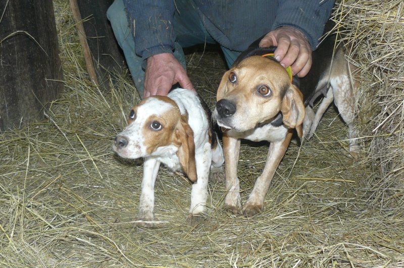 recherche fa avec asso pour croiss beagle,males et femelles dans le 47! P1100511