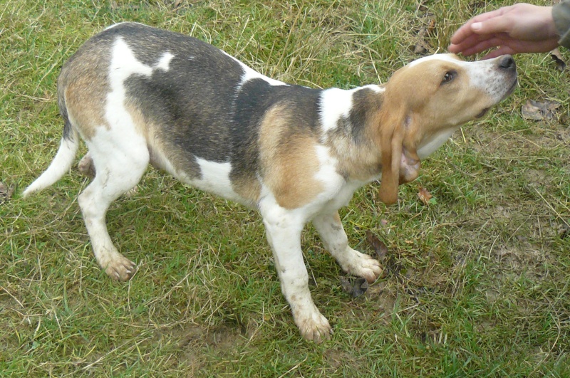 recherche fa avec asso pour croiss beagle,males et femelles dans le 47! P1100512