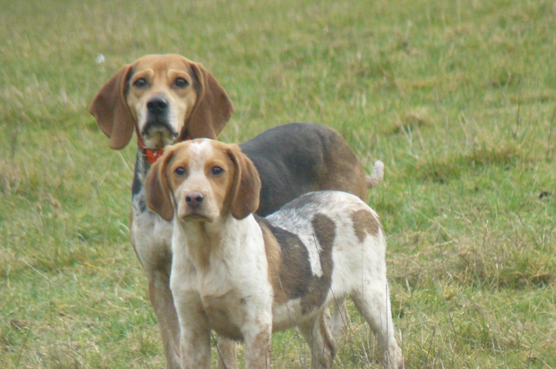 recherche fa avec asso pour croiss beagle,males et femelles dans le 47! P1100513